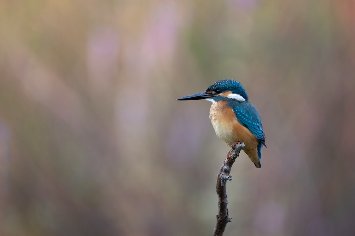 Common Kingfisher - ML644741811
