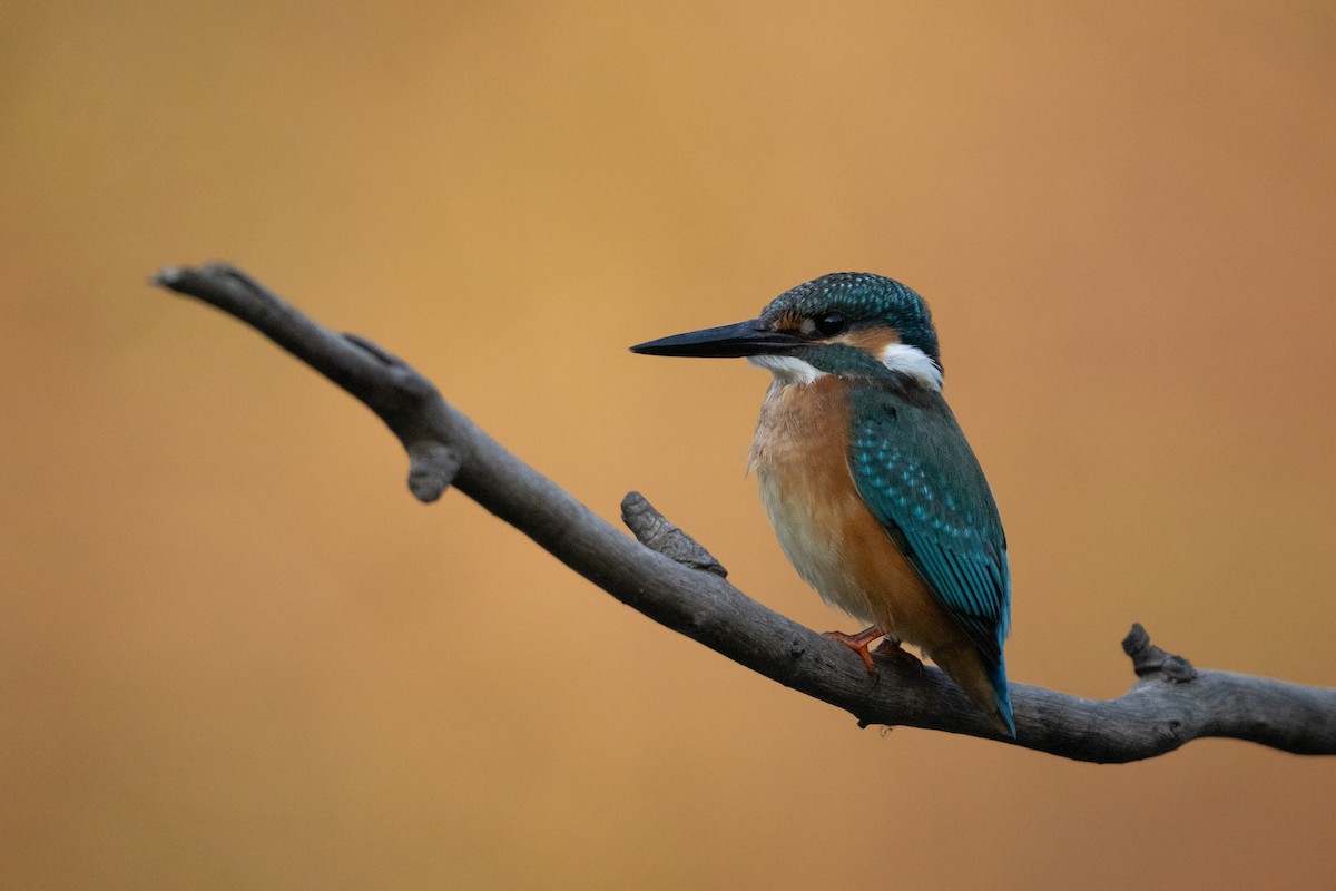 Common Kingfisher - ML644741812