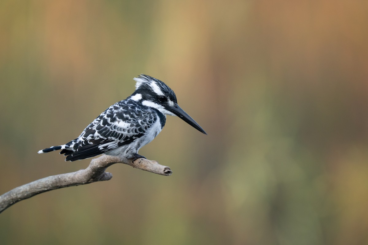 Pied Kingfisher - ML644741814