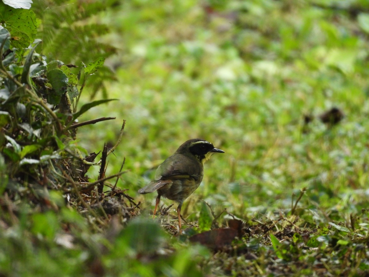 Yellow-throated Scrubwren - ML644741816