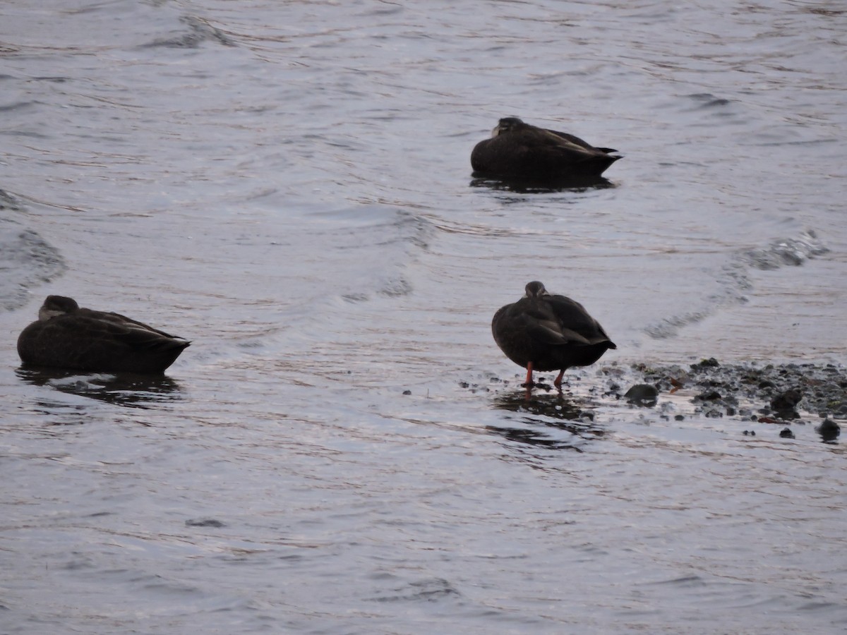 American Black Duck - ML644741840