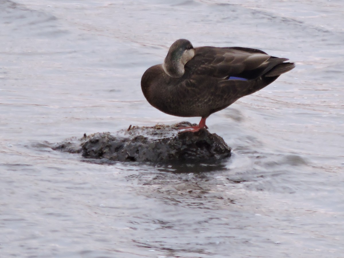 American Black Duck - ML644741843
