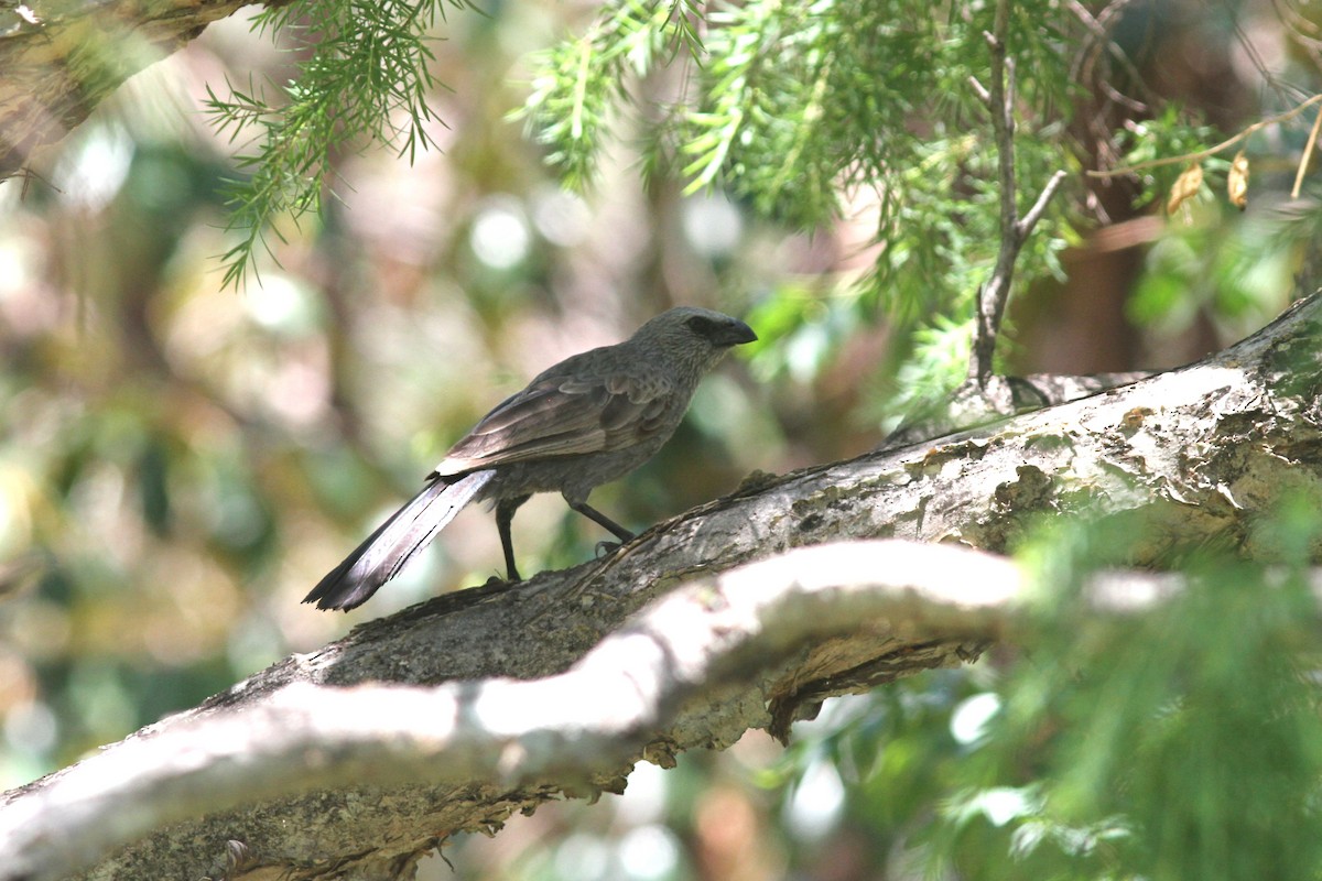 Apostlebird - ML644741849