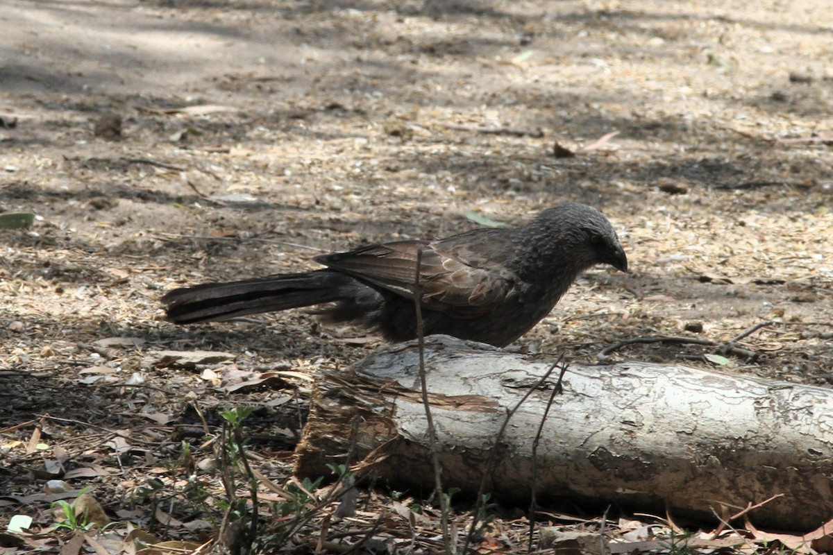 Apostlebird - ML644741852