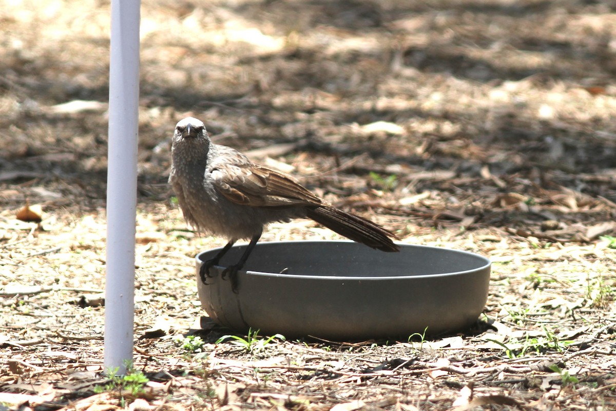 Apostlebird - ML644741853