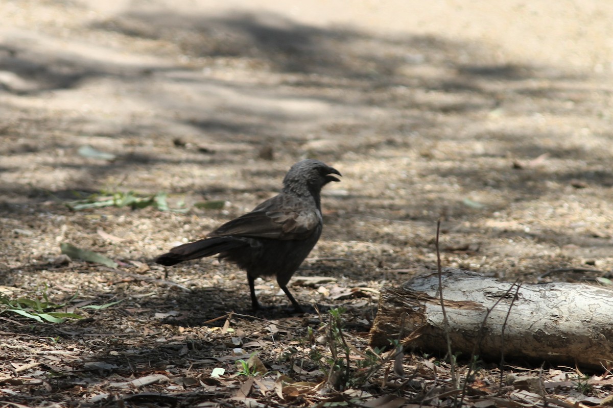 Apostlebird - ML644741854