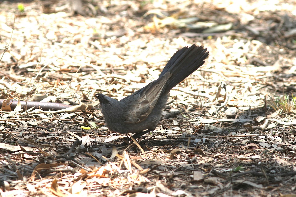 Apostlebird - ML644741855