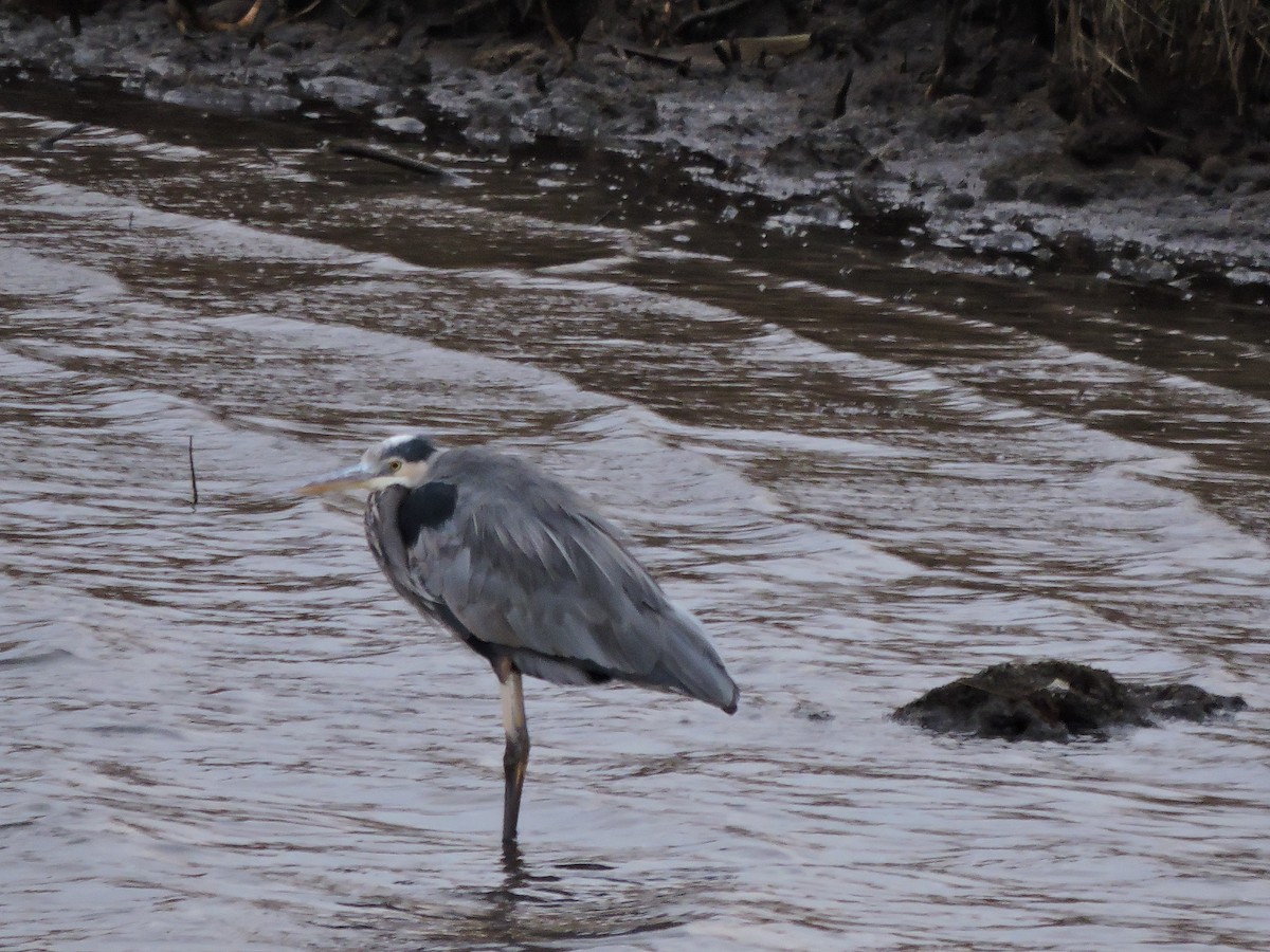 Great Blue Heron - ML644741856