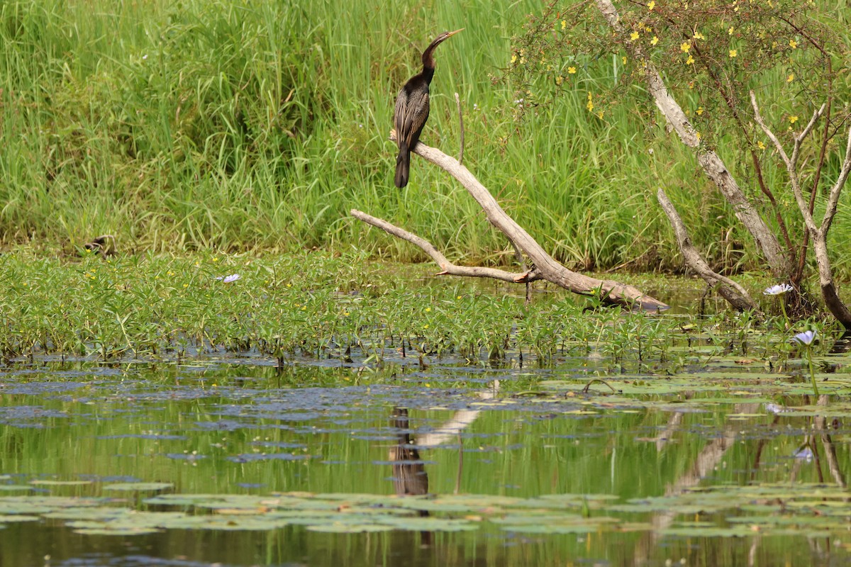 オーストラリアヘビウ - ML644741873