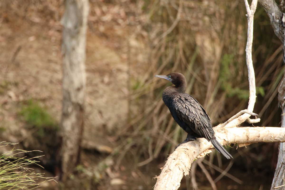 ミナミクロヒメウ - ML644741876