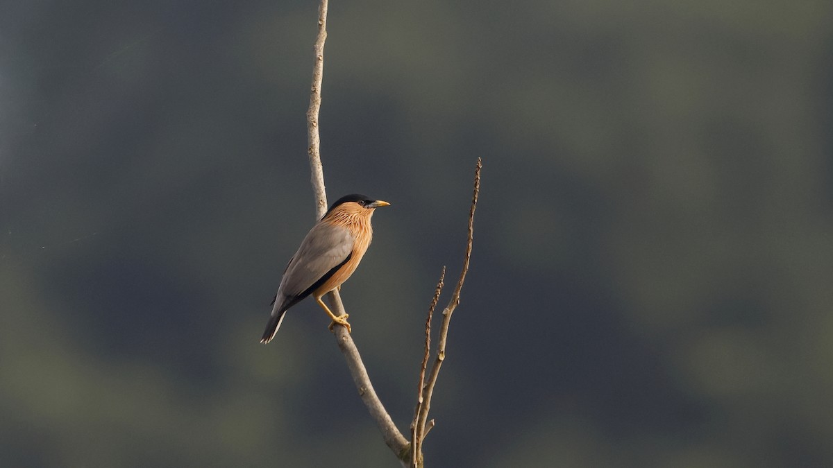 黑冠椋鳥 - ML644741925