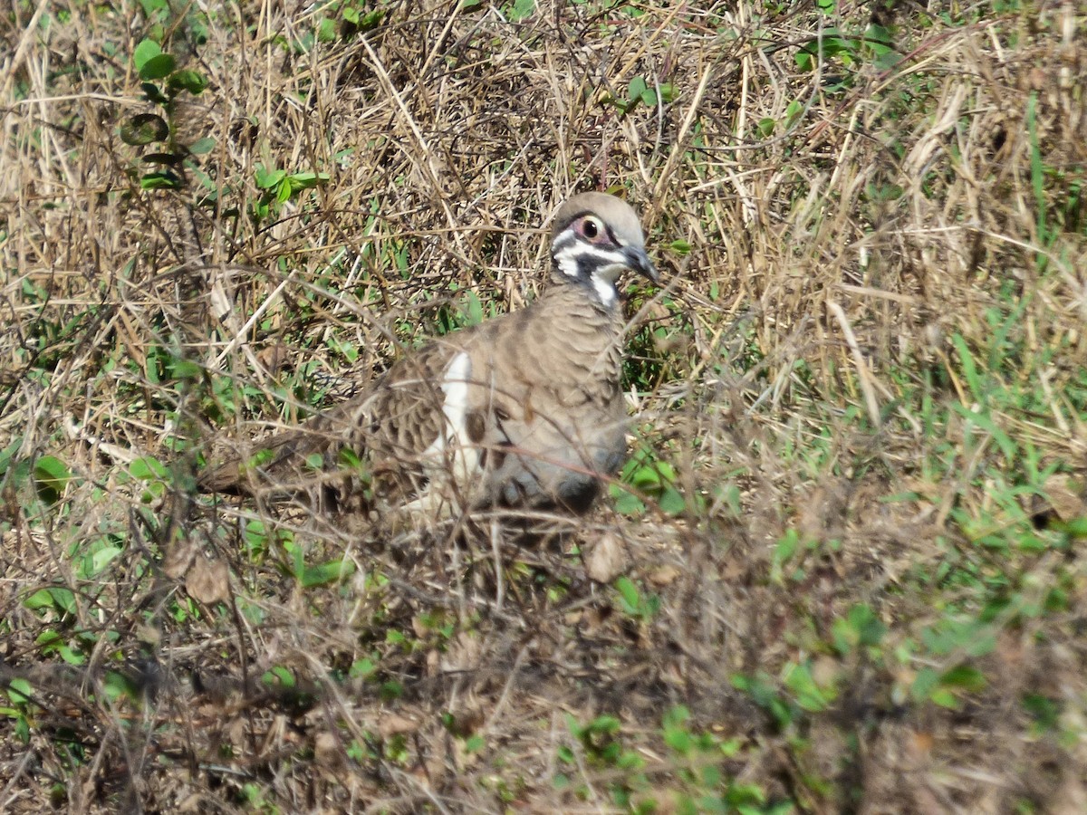 Squatter Pigeon - ML644741927