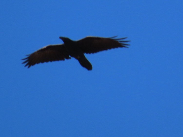 Common Raven - ML644741928