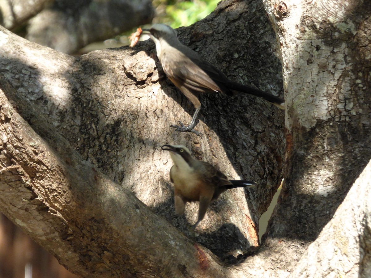 gråkronelarmtrost - ML644741933