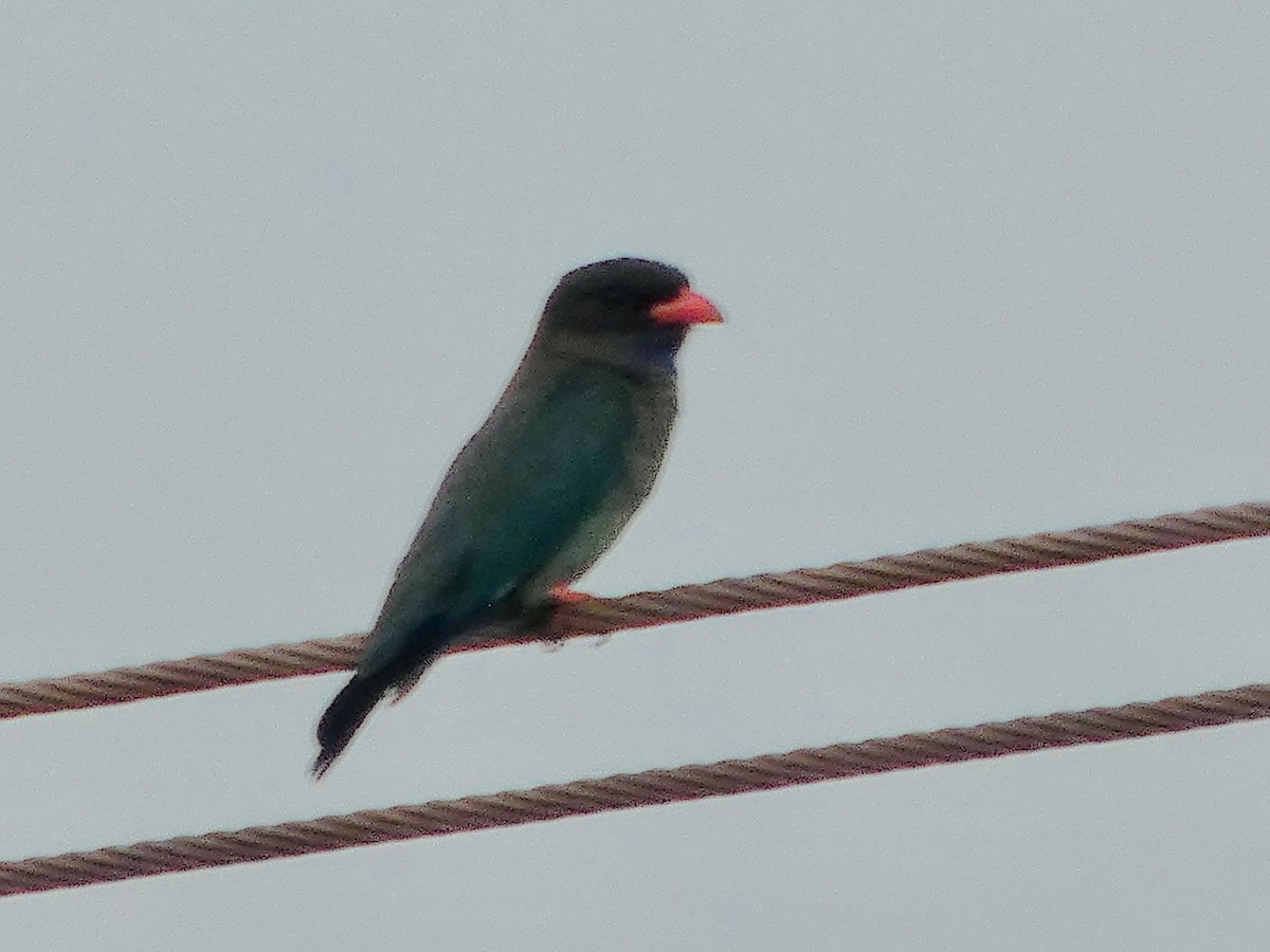 ブッポウソウ - ML644741938