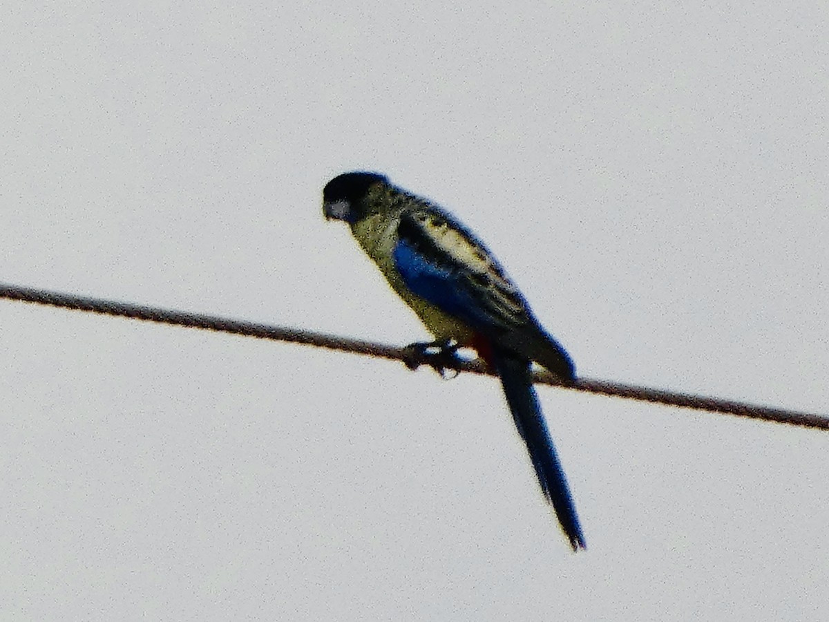 Northern Rosella - ML644741939
