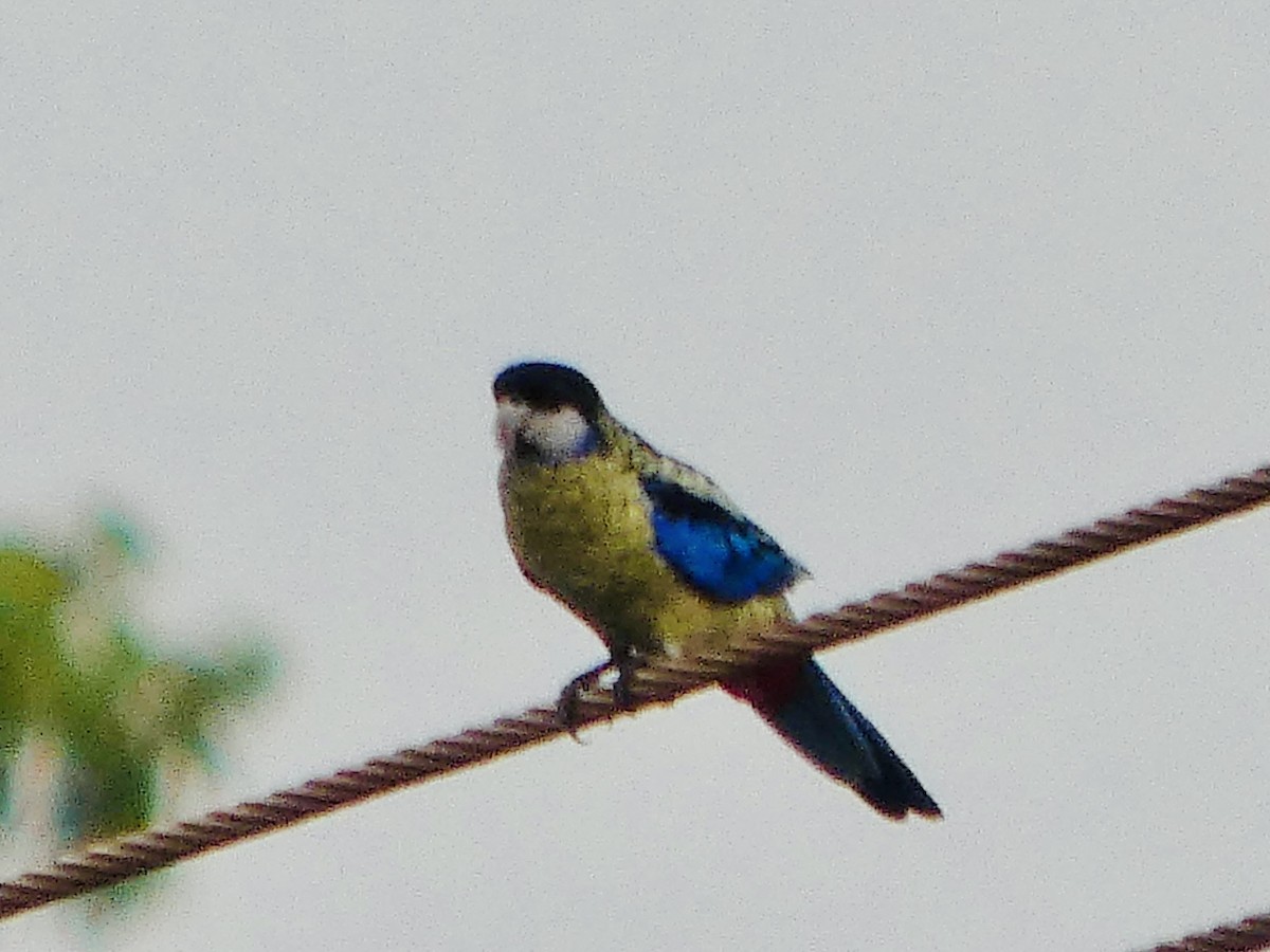 Northern Rosella - ML644741940