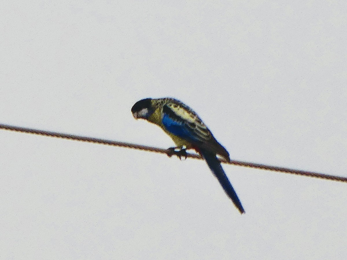 Northern Rosella - ML644741941