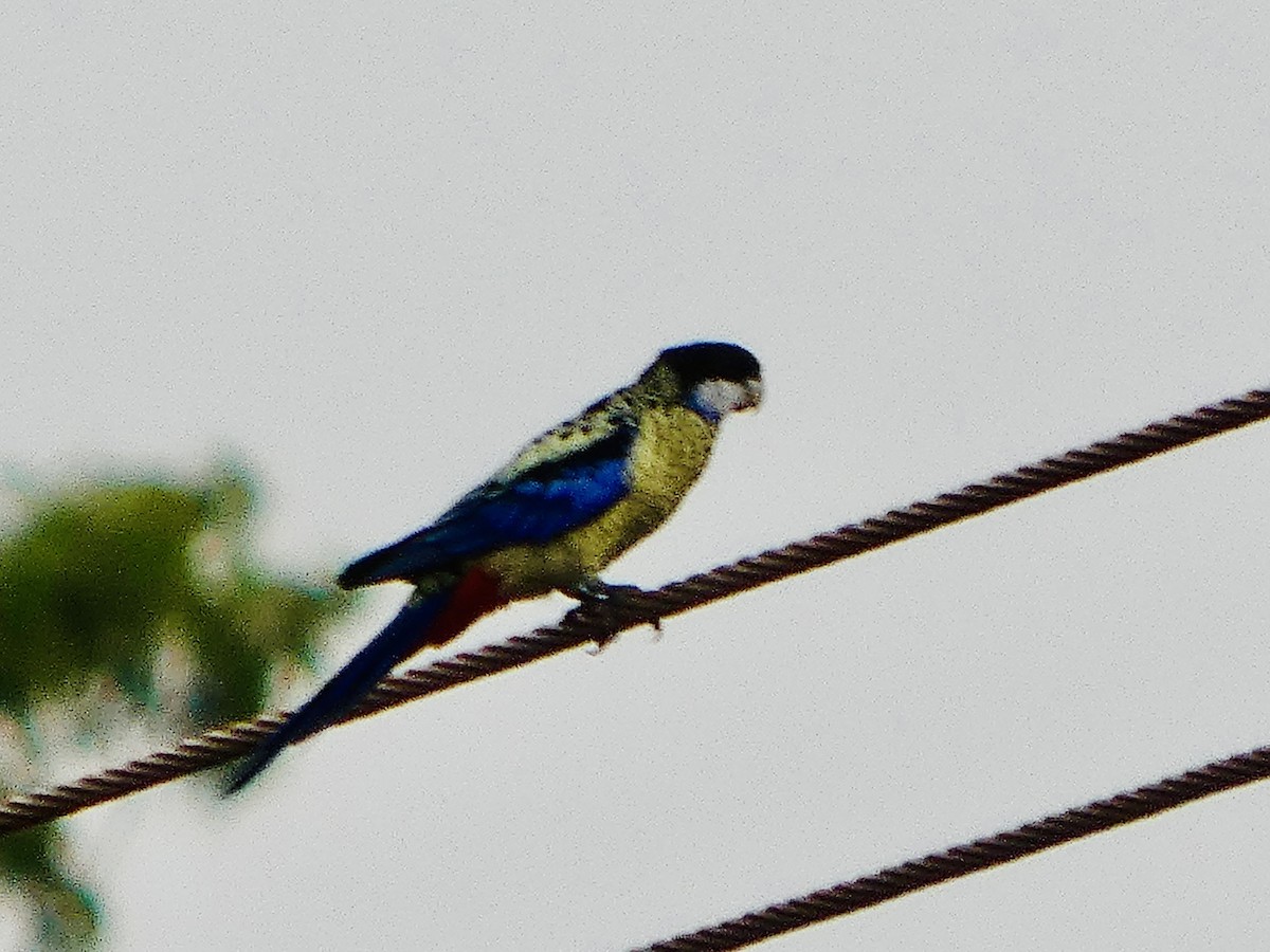 Northern Rosella - ML644741942