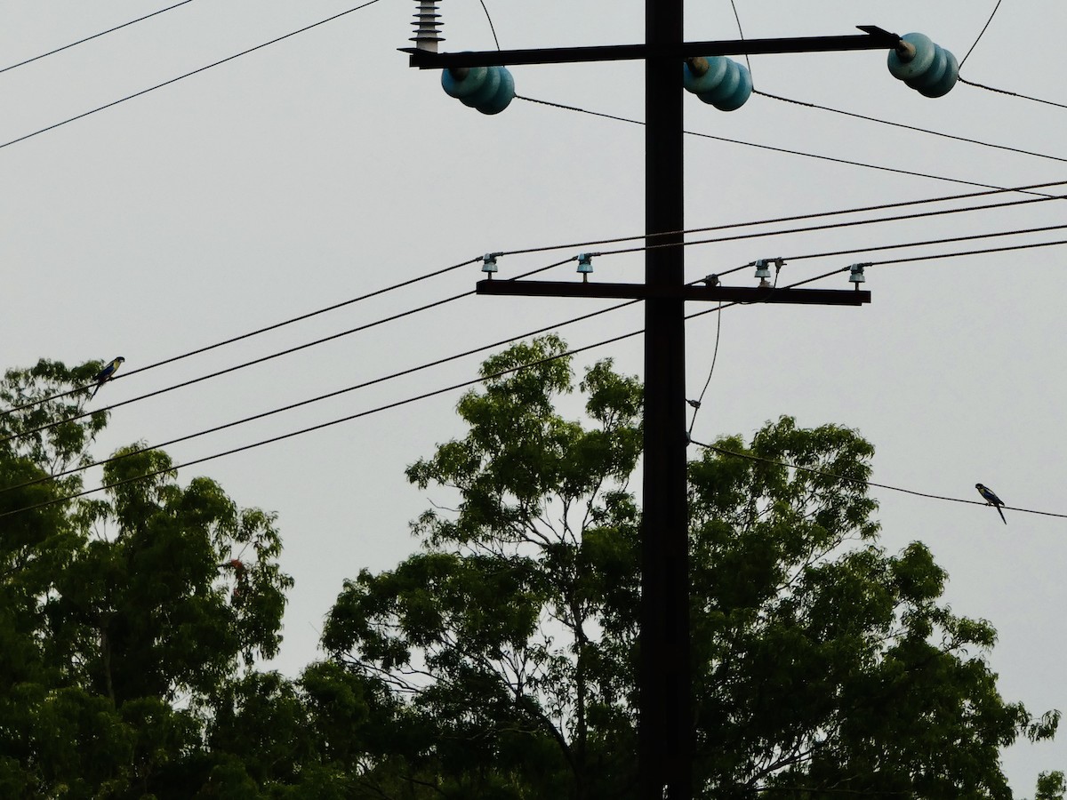 Northern Rosella - ML644741943