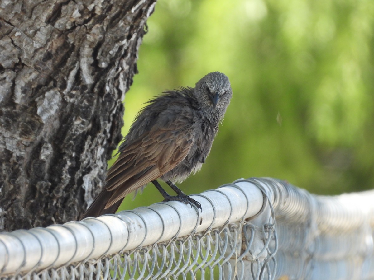 Apostlebird - ML644741951