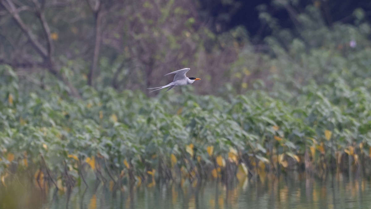 River Tern - ML644741952