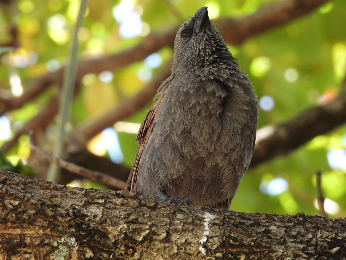 Apostlebird - ML644741956