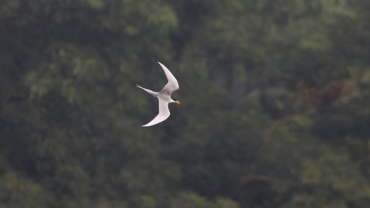 River Tern - ML644741968