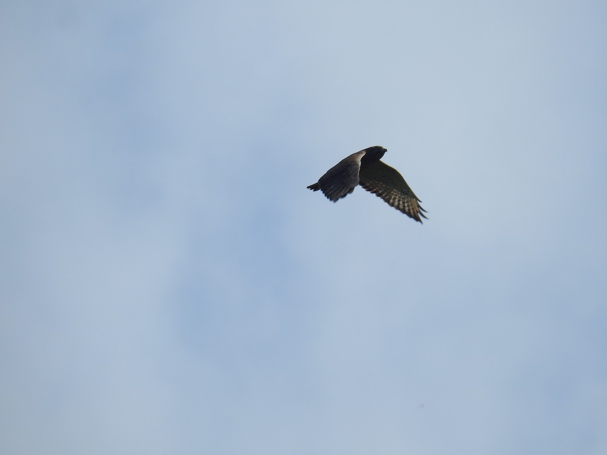 Ширококрылый канюк - ML644741969