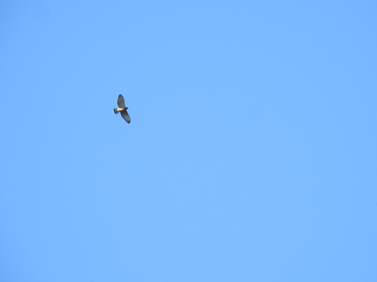 Ширококрылый канюк - ML644741970