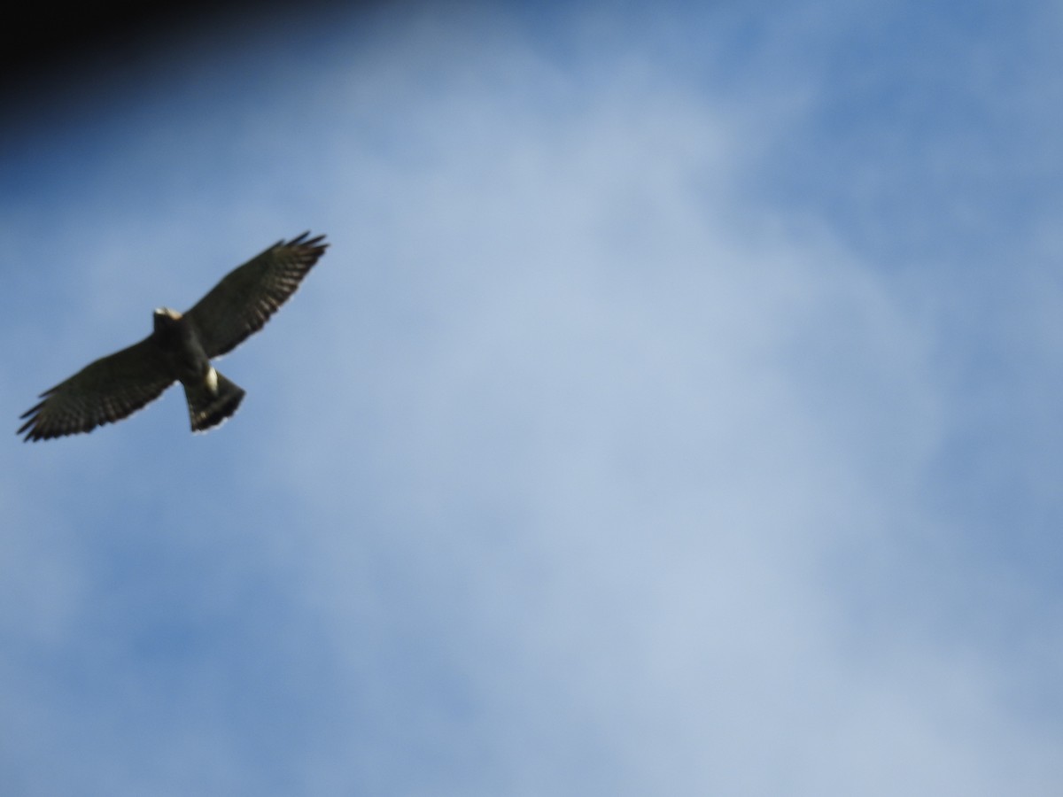 Ширококрылый канюк - ML644741971