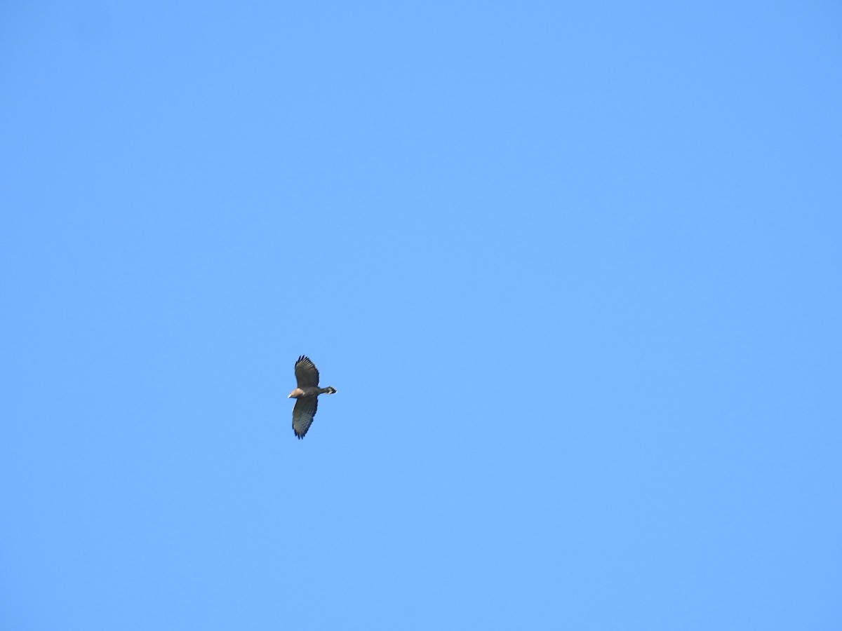 Ширококрылый канюк - ML644741972