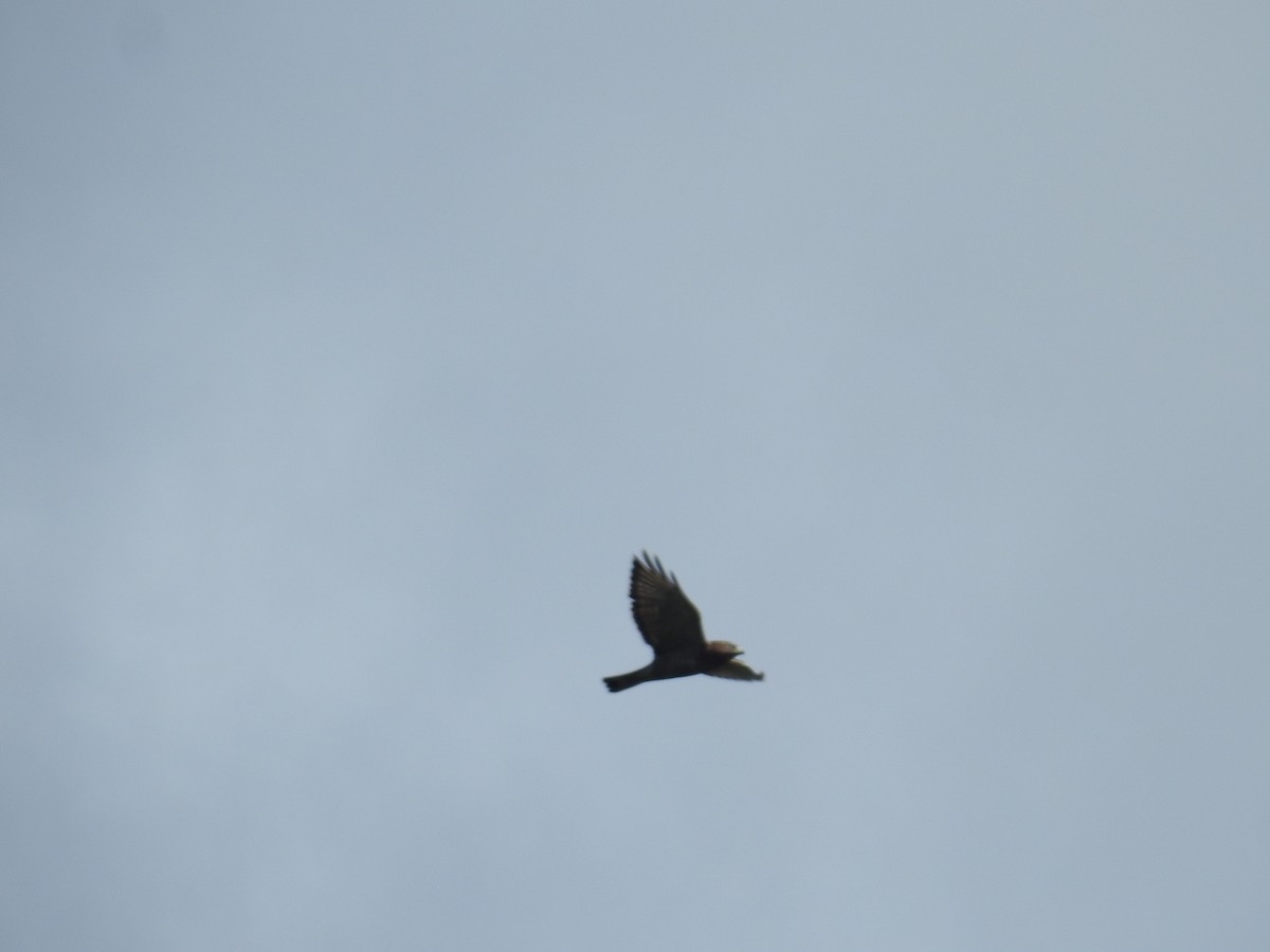 Ширококрылый канюк - ML644741973