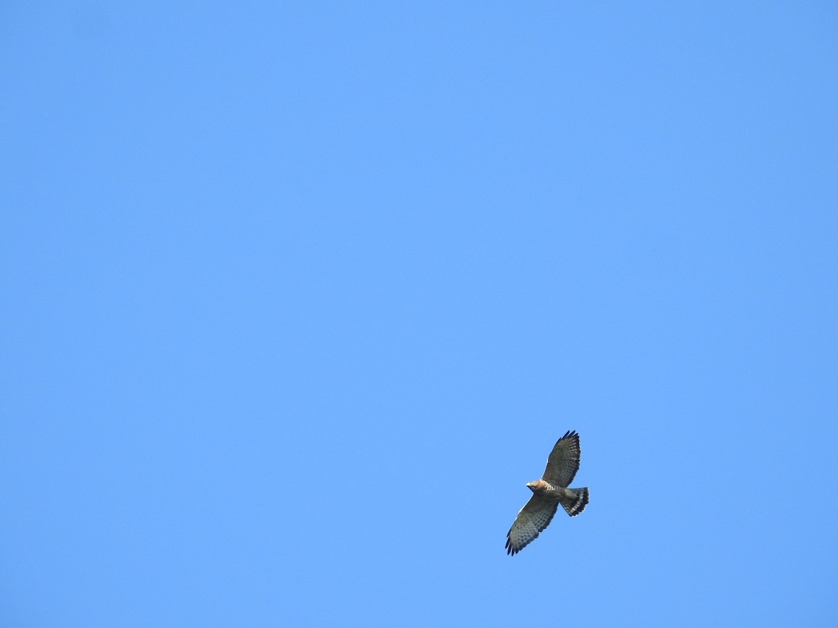 Ширококрылый канюк - ML644741974