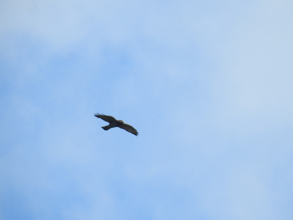 Ширококрылый канюк - ML644741975