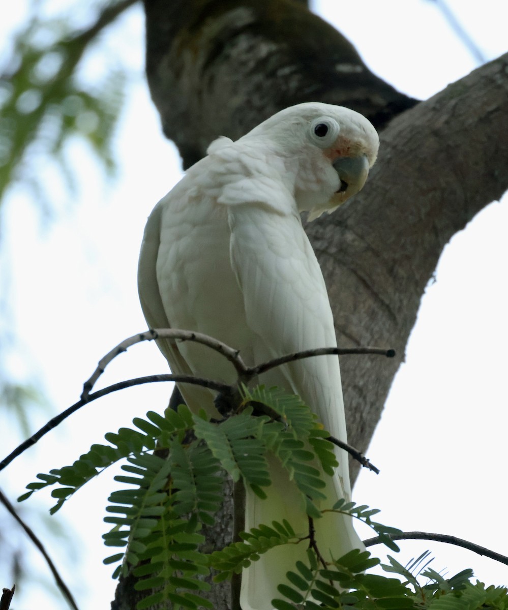 Tanimbar Corella - ML644741981