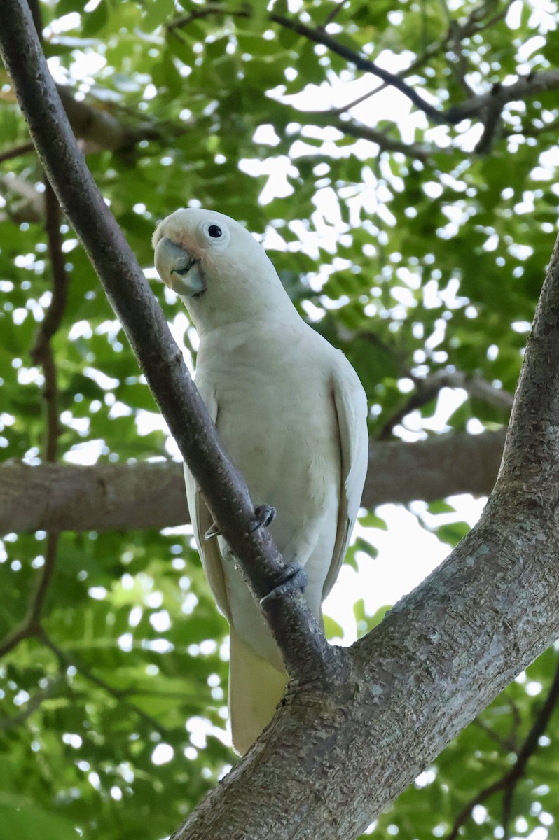 Танимбарский какаду - ML644741982