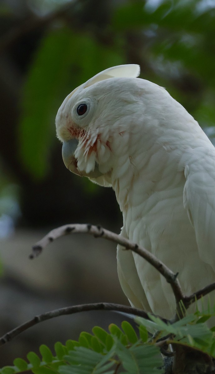Tanimbar Corella - ML644741983