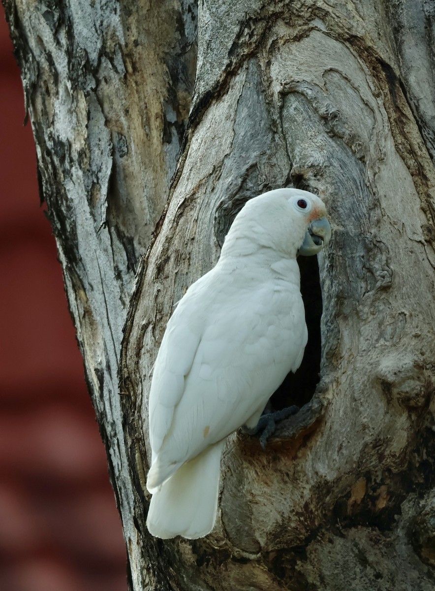 Танимбарский какаду - ML644741984