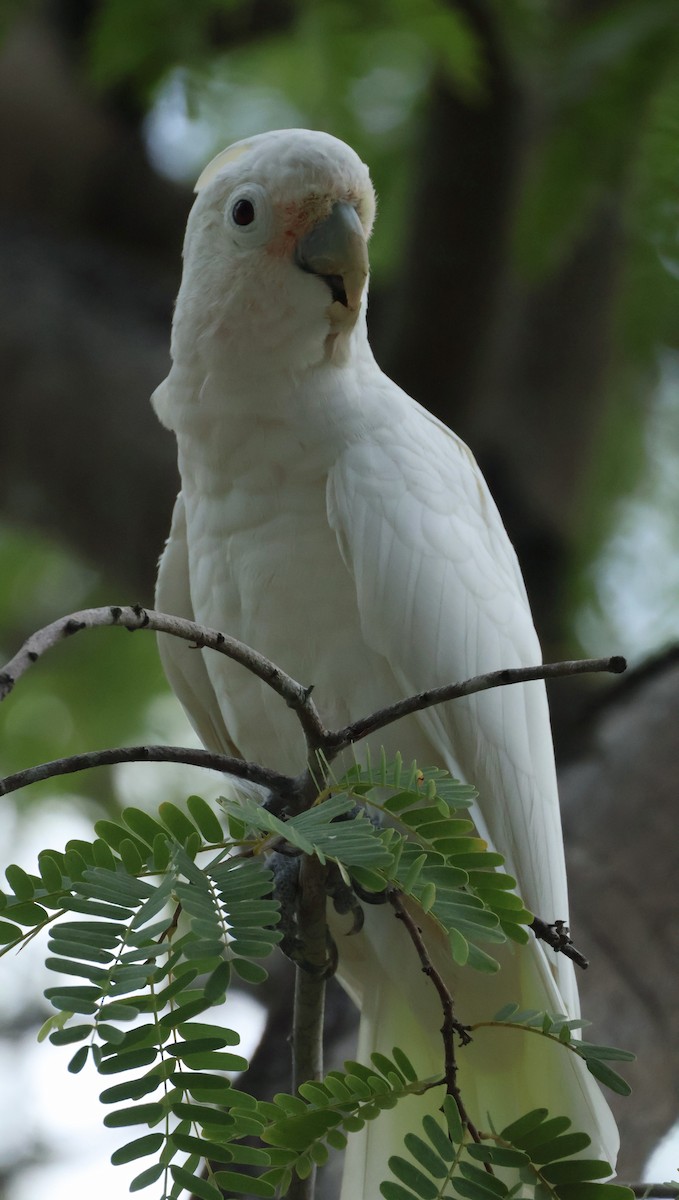 Tanimbar Corella - ML644741985