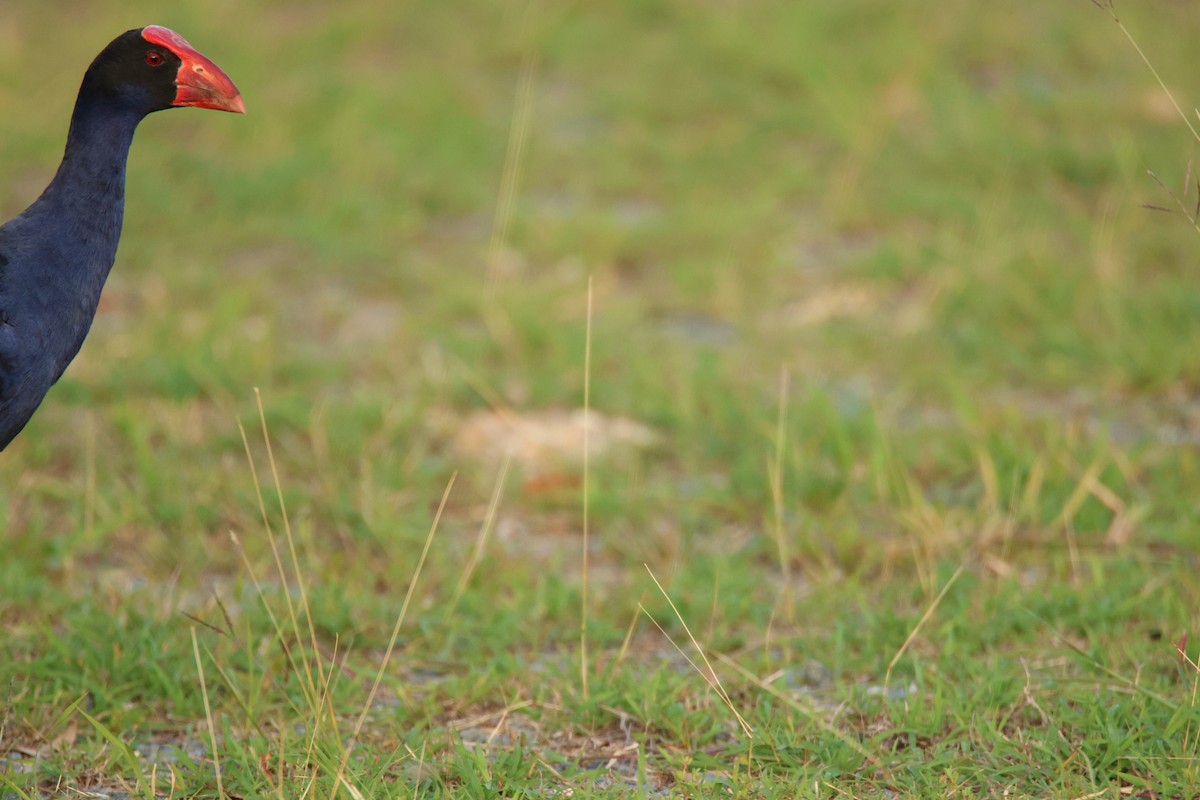 オーストラリアセイケイ - ML644741995