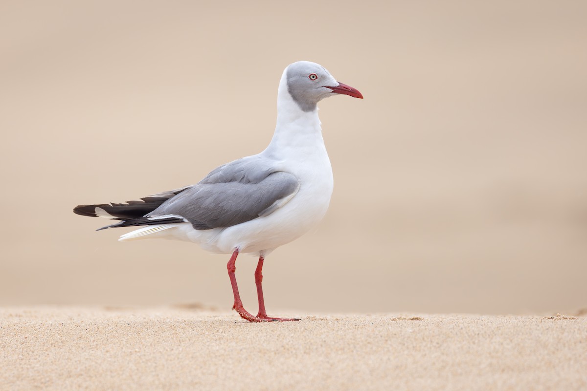 Мартин сіроголовий - ML644741998