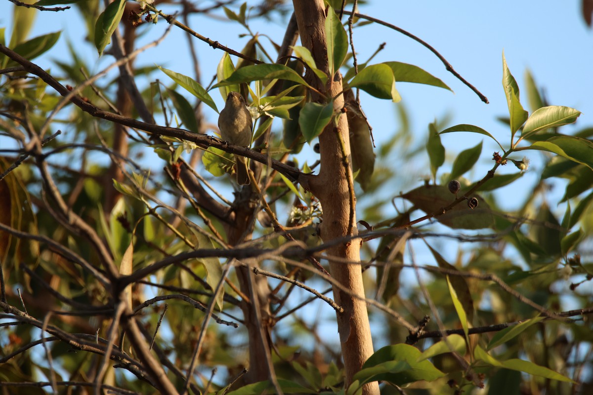 Brown Honeyeater - ML644742001