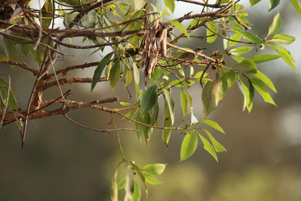 Brown Honeyeater - ML644742002