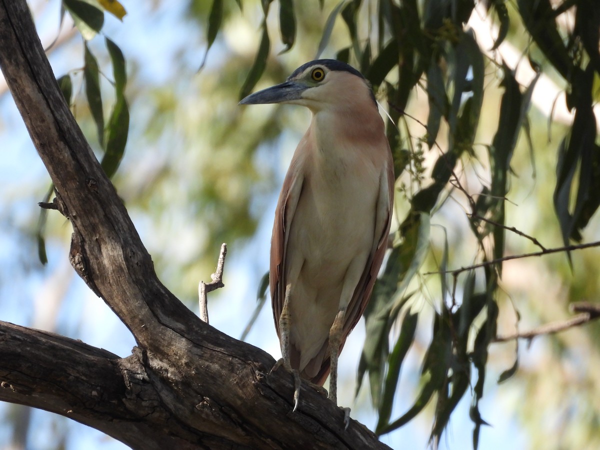 Nankeen Night Heron - ML644742008