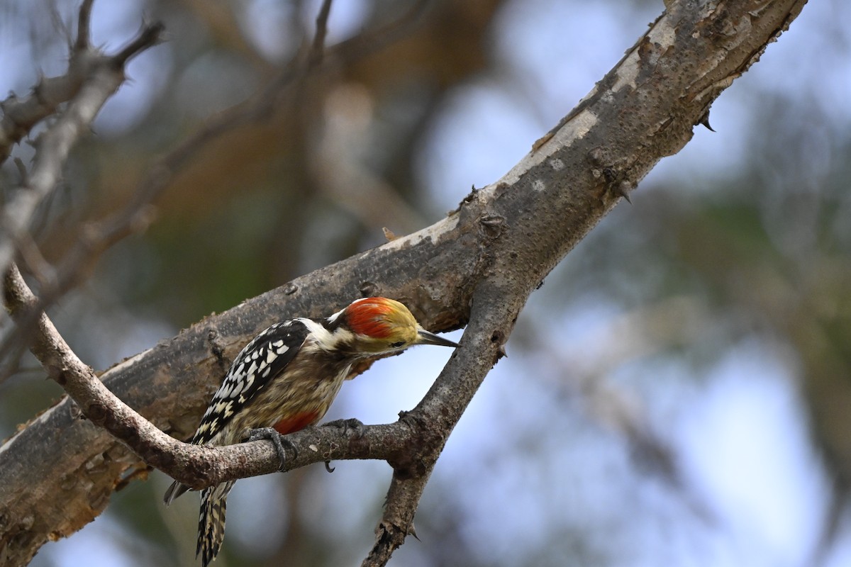 ildkronespett - ML644742020