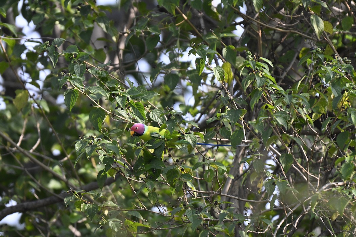 Erik Başlı Yeşil Papağan - ML644742025