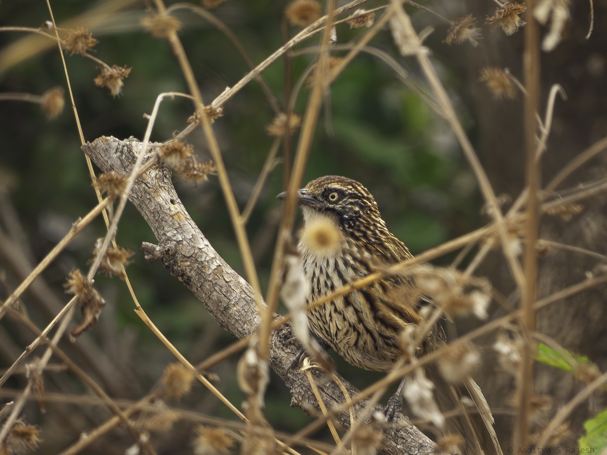 Mount Victoria Babax - ML644742029