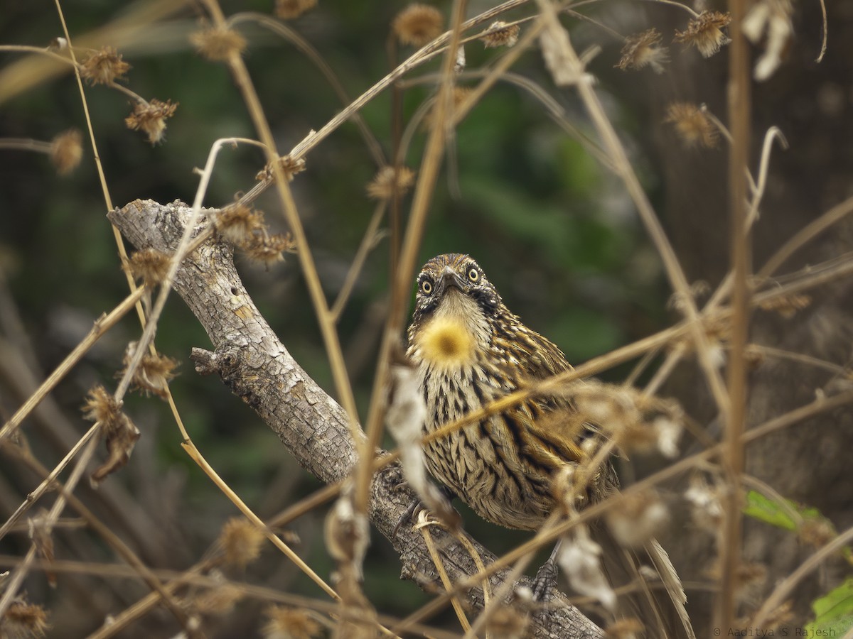 Mount Victoria Babax - ML644742030