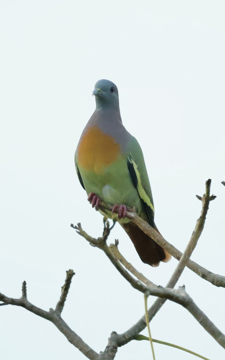 Розовошейный зелёный голубь - ML644742031